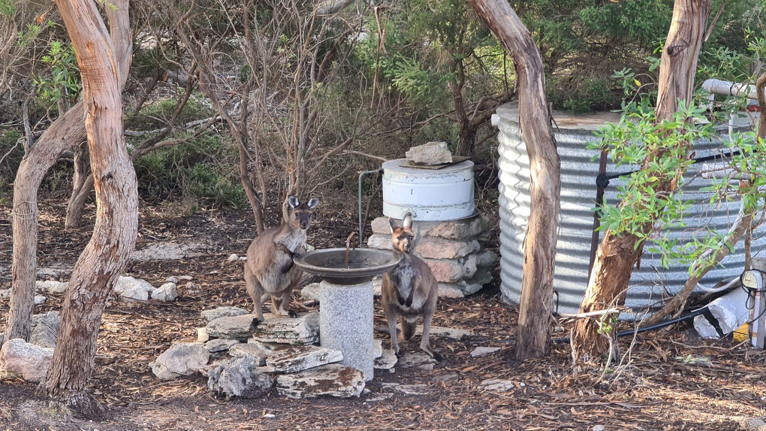 Kangaroo Island A travellers guide to overseas travel in 2021! COTA